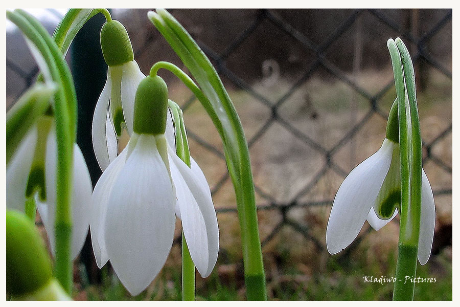 Frühling 01