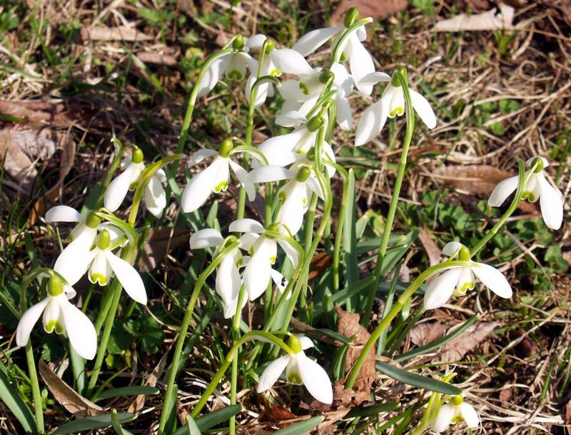 Frühling