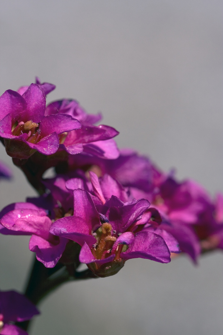 Frühling