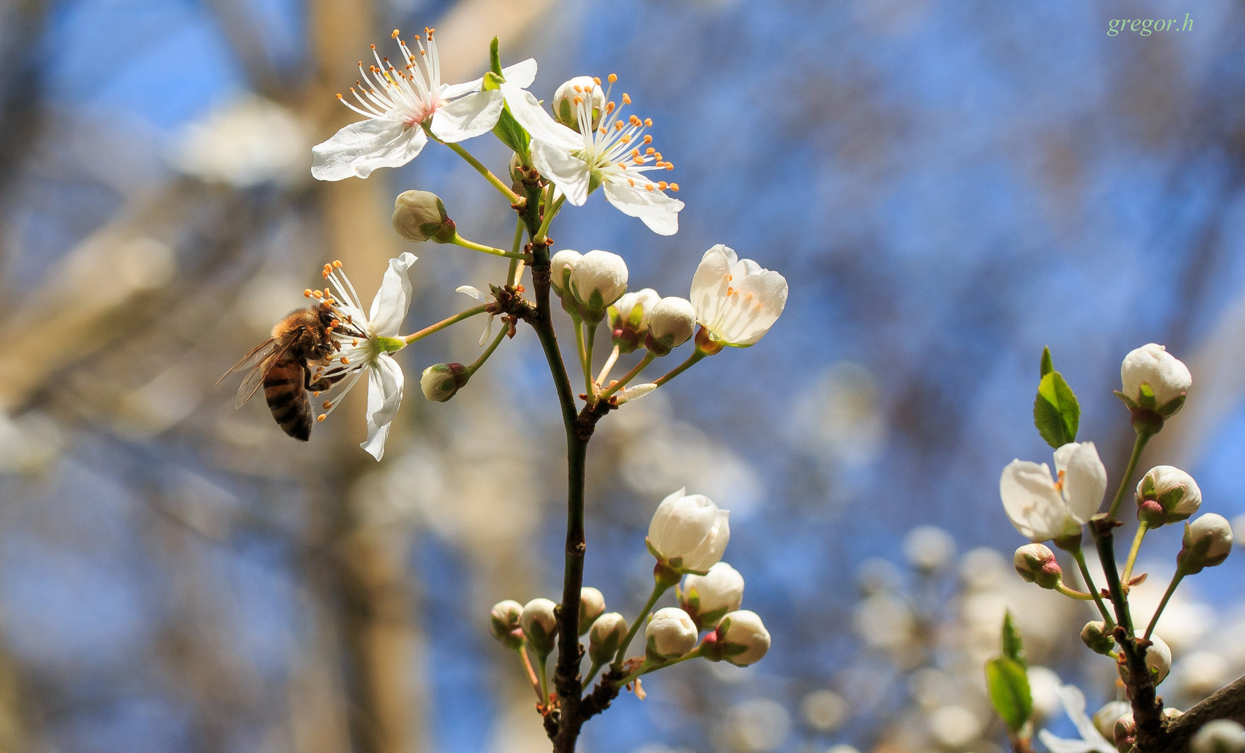 Frühling