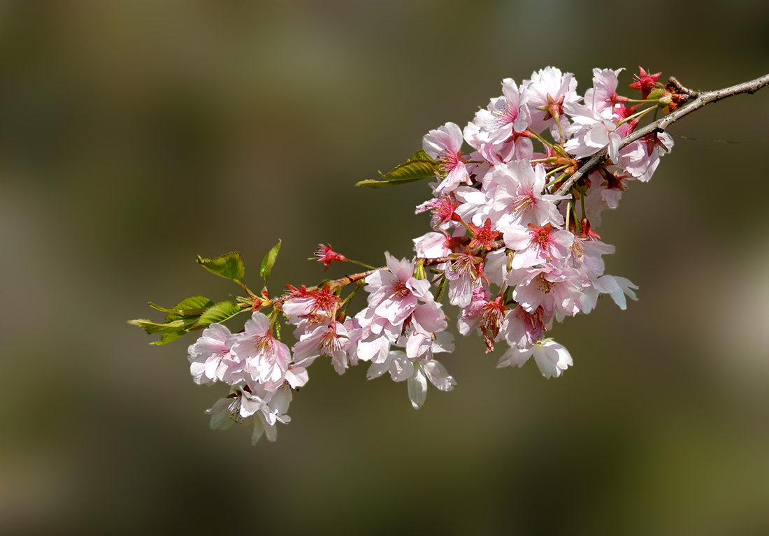 Frühling