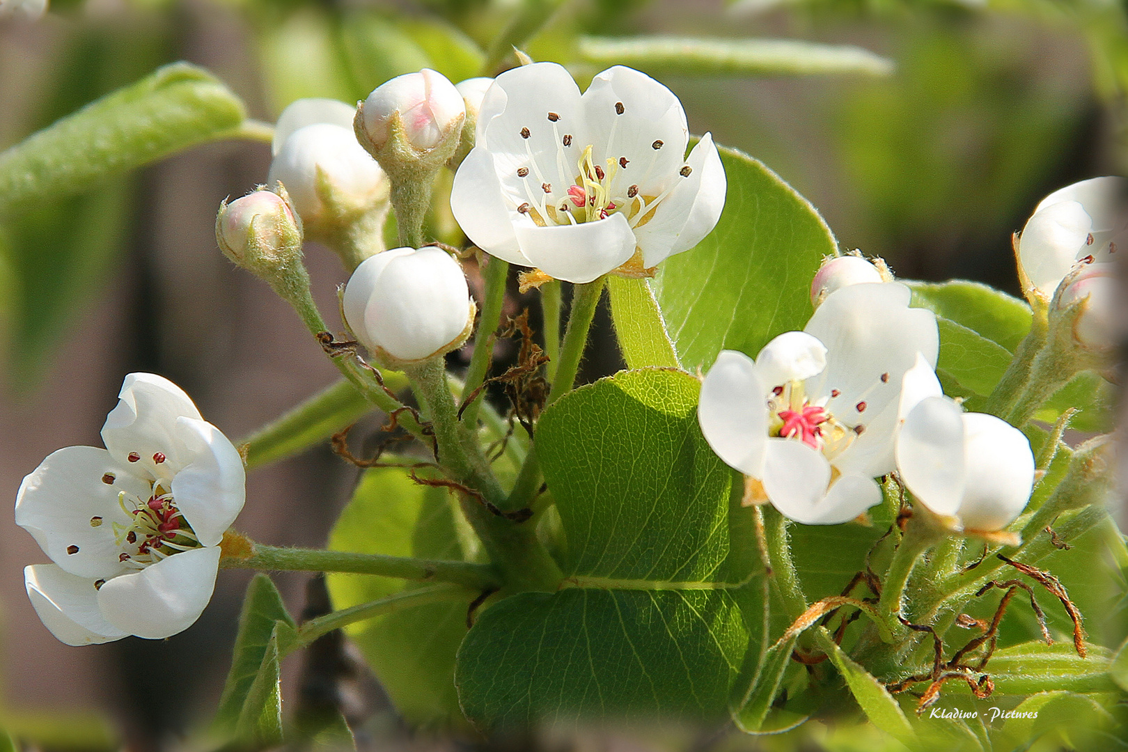 Frühling 020