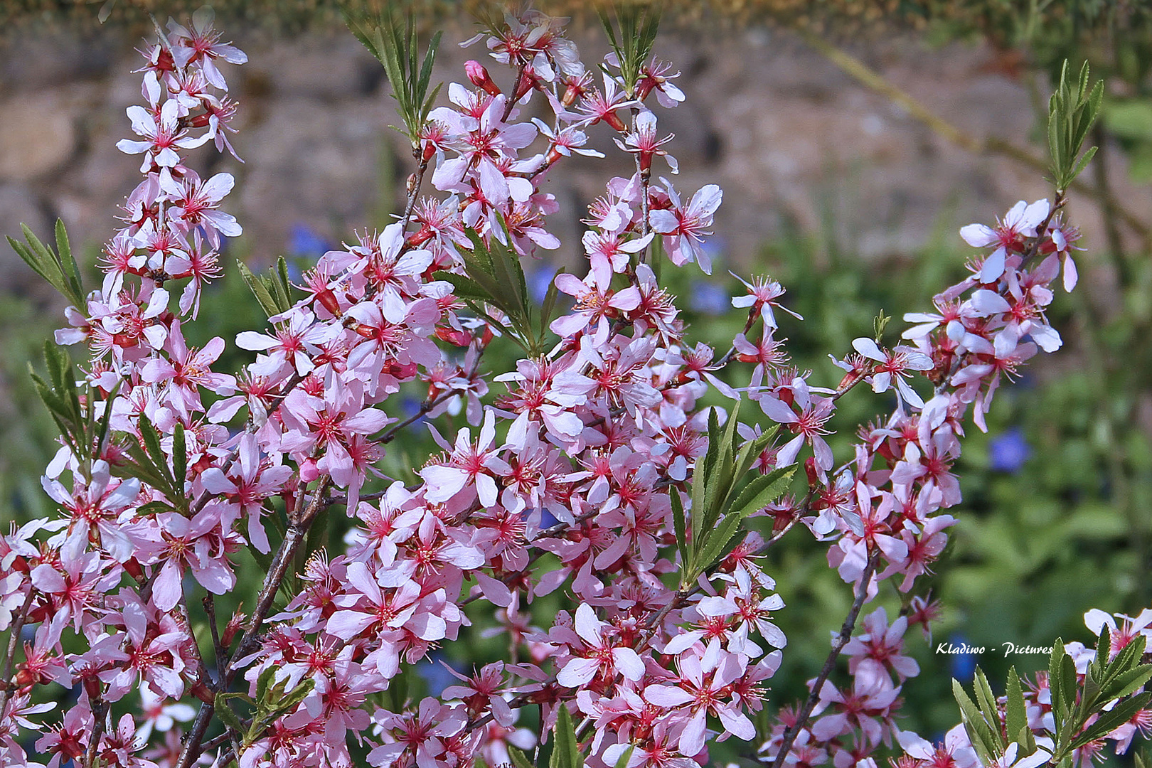 Frühling 021