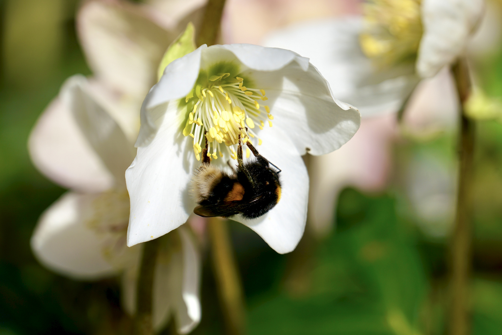 Frühling