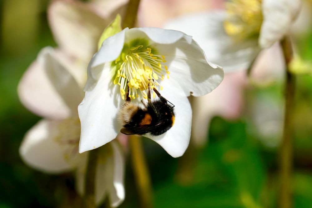 Frühling