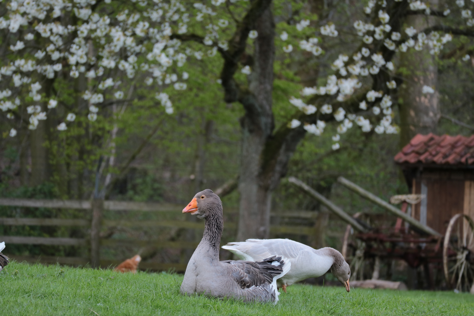 Frühling