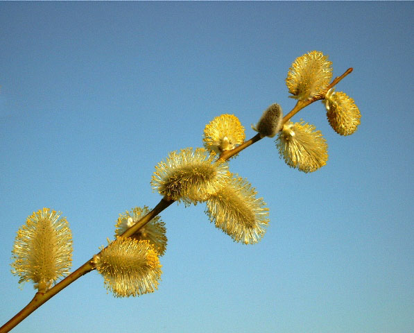 Frühling