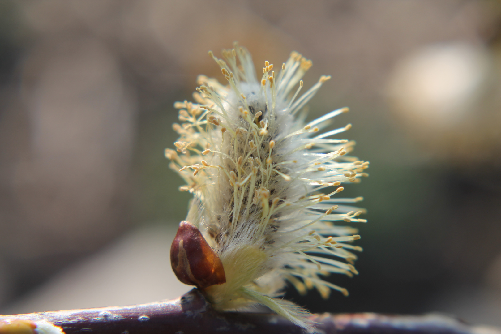 Frühling