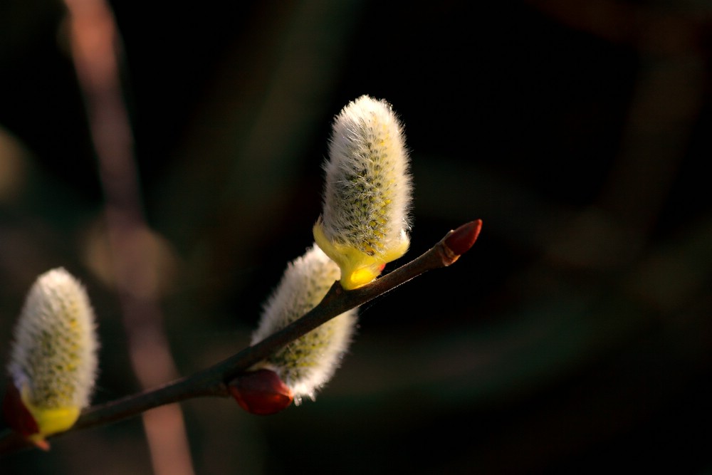 Frühling (03)