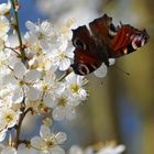 ..Frühling..