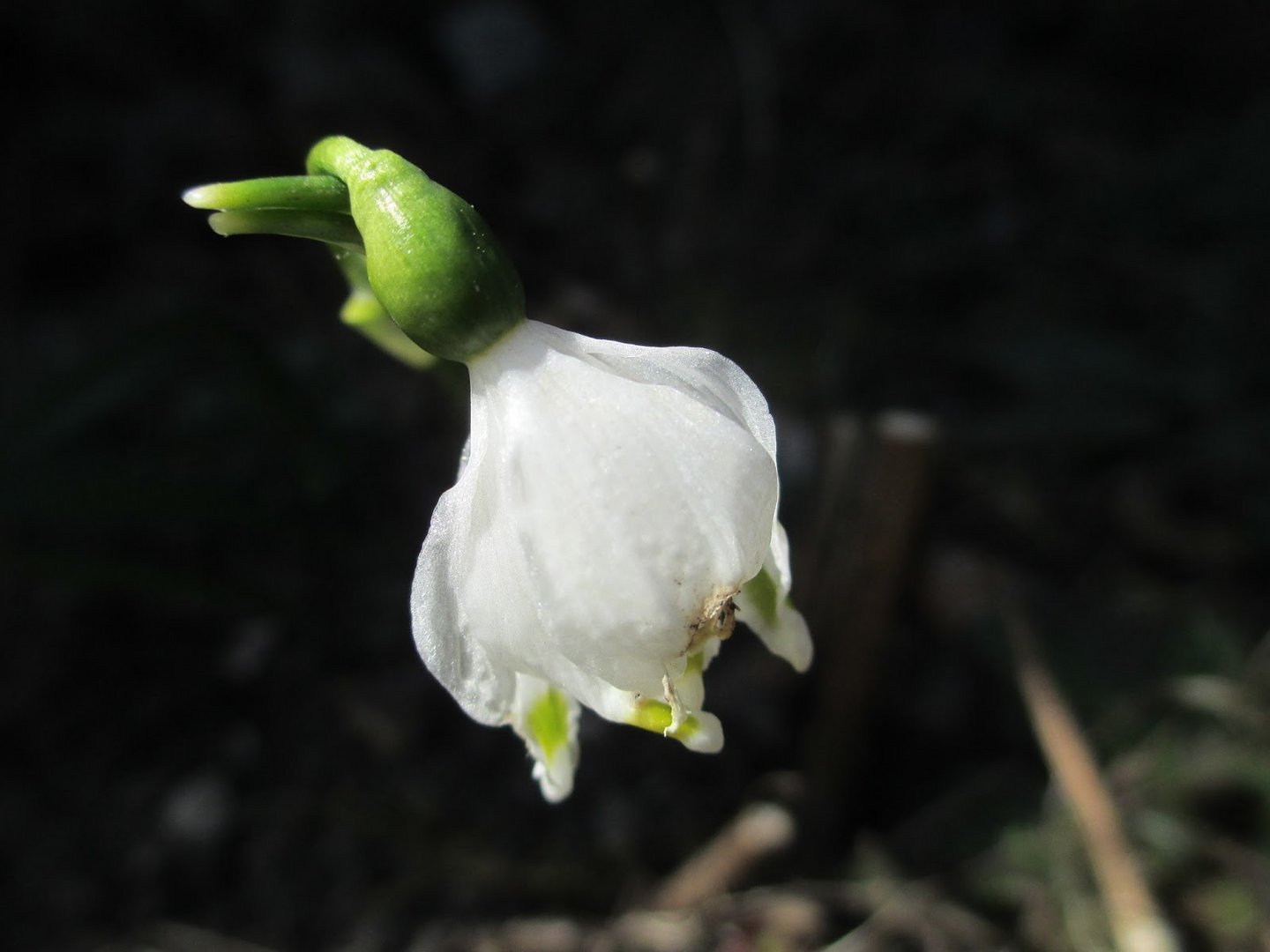 Frühling