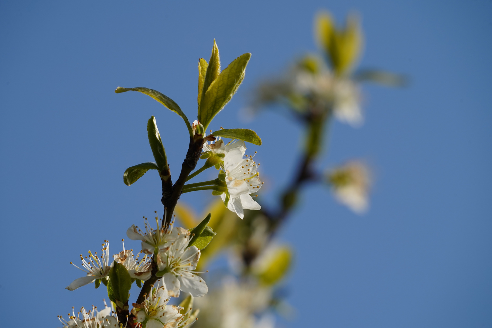 Frühling