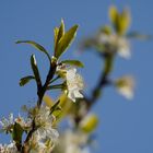 Frühling