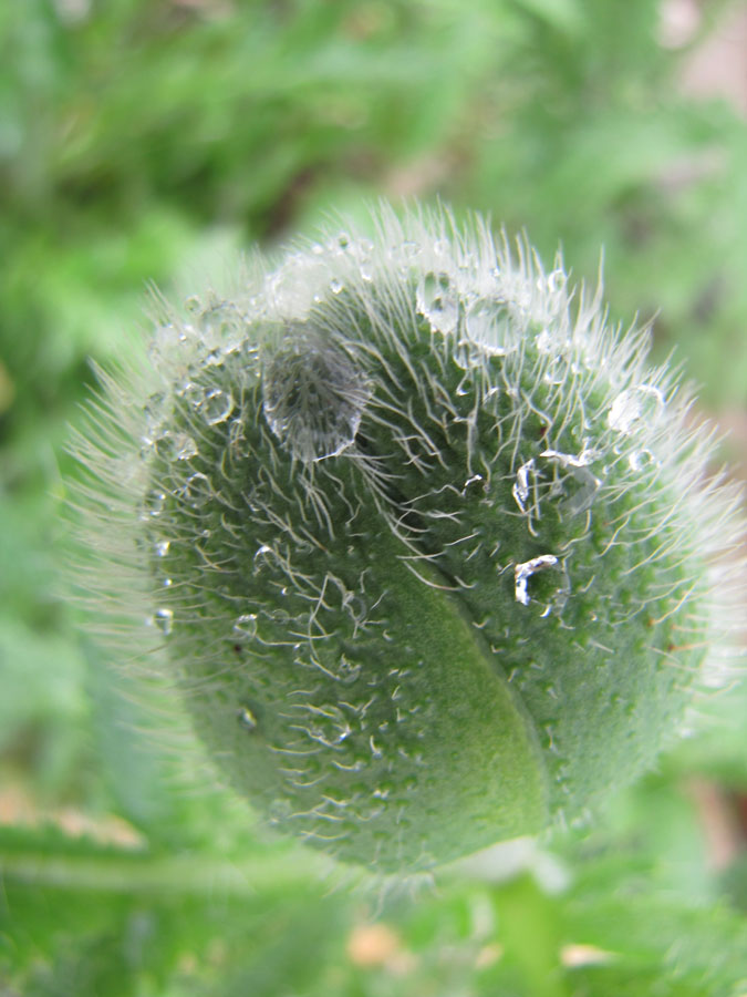 Frühling