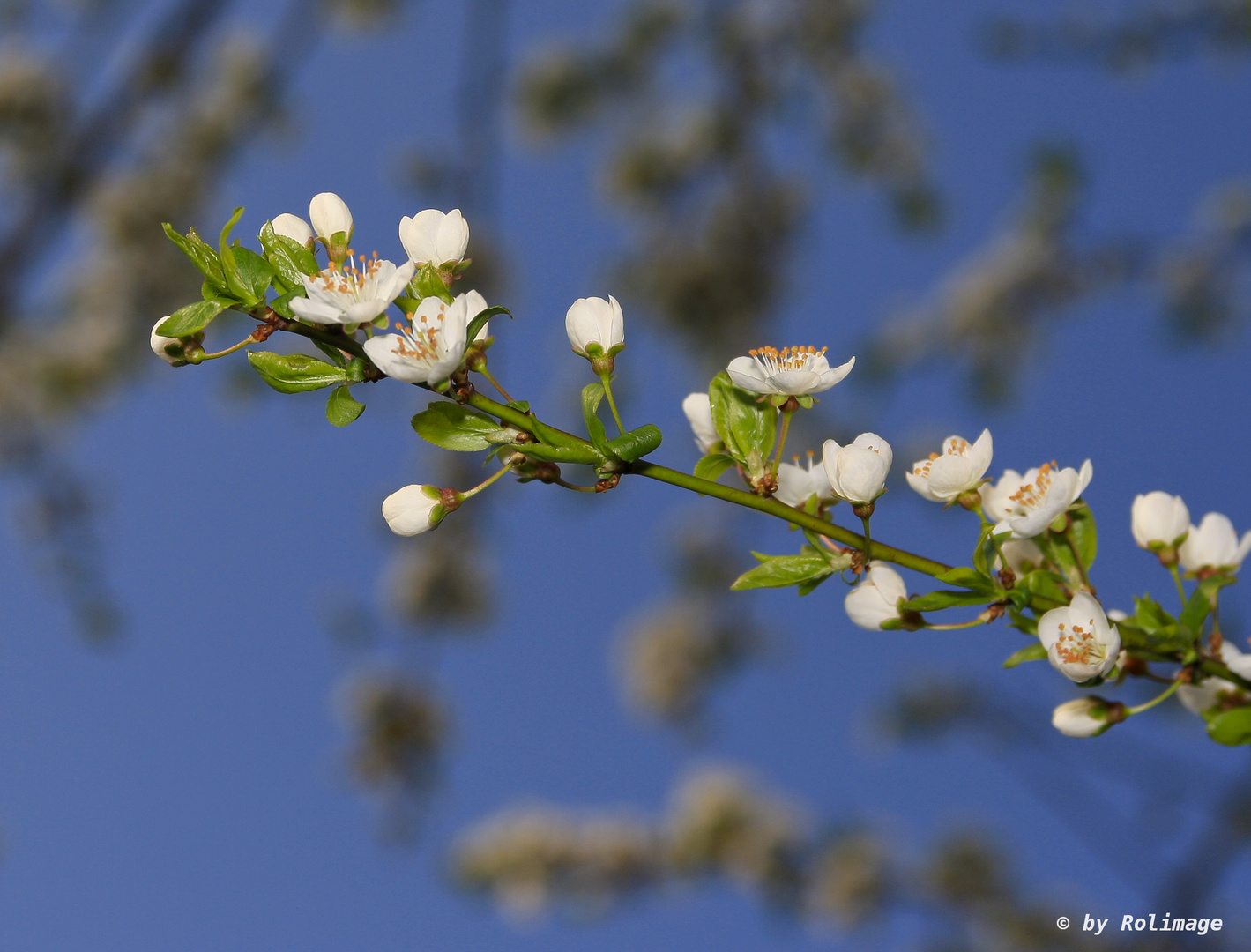 Frühling