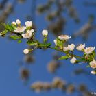 Frühling