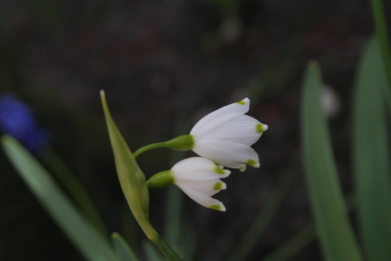 Frühling