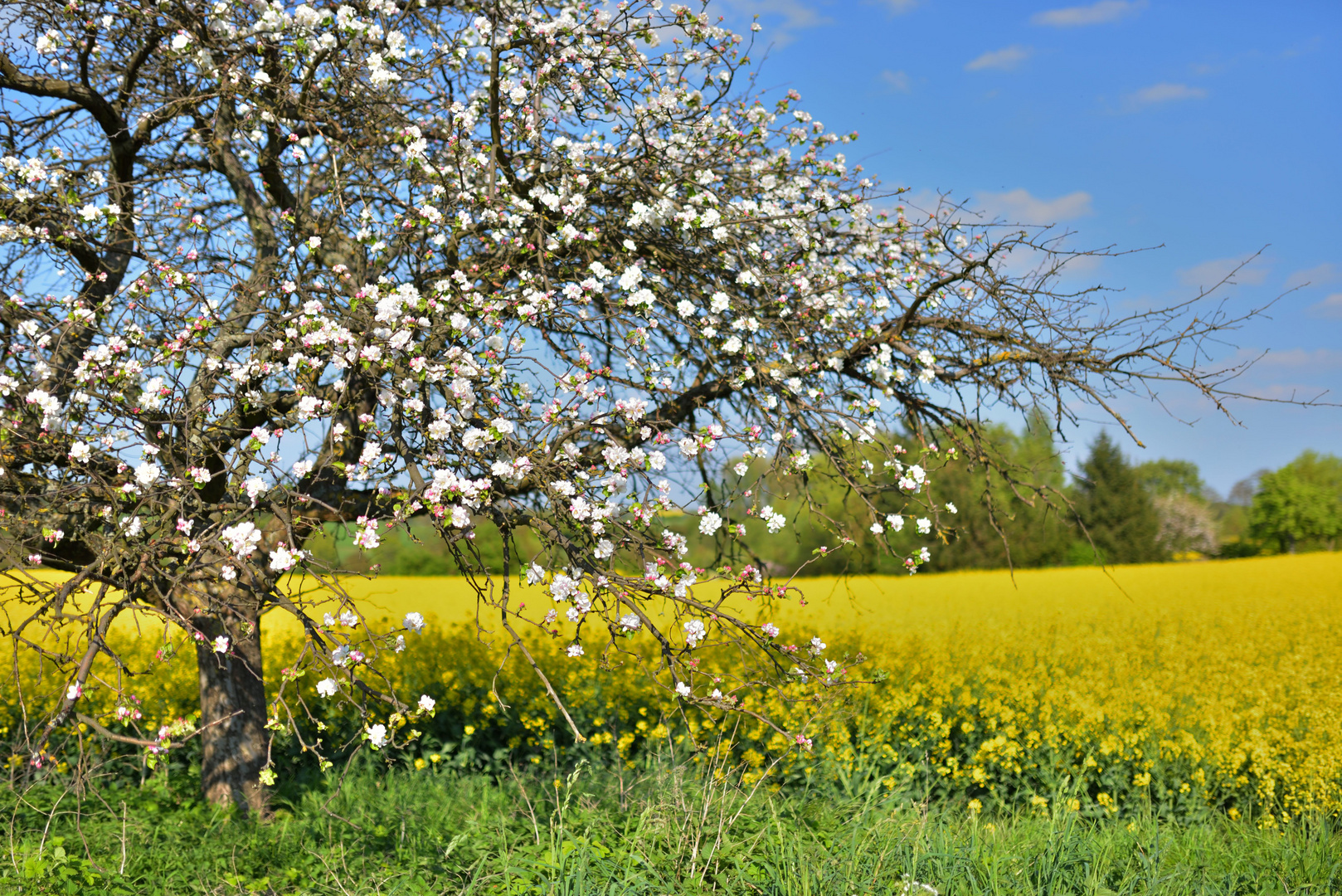 Frühling