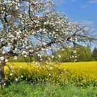 Frühling