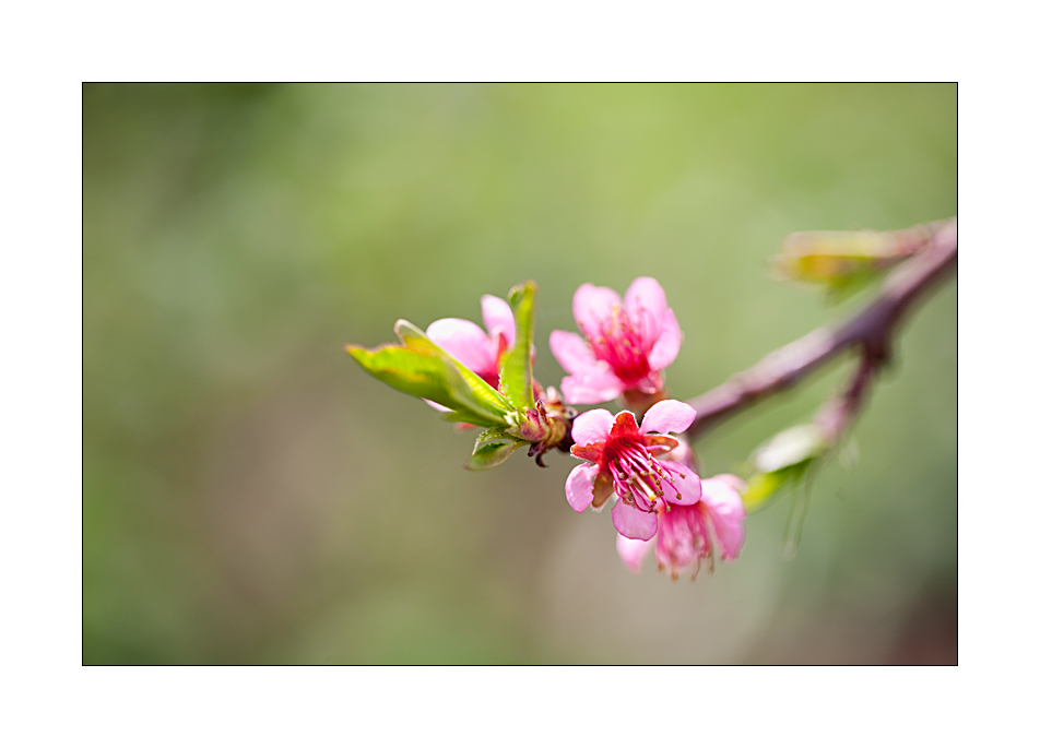 Frühling #05