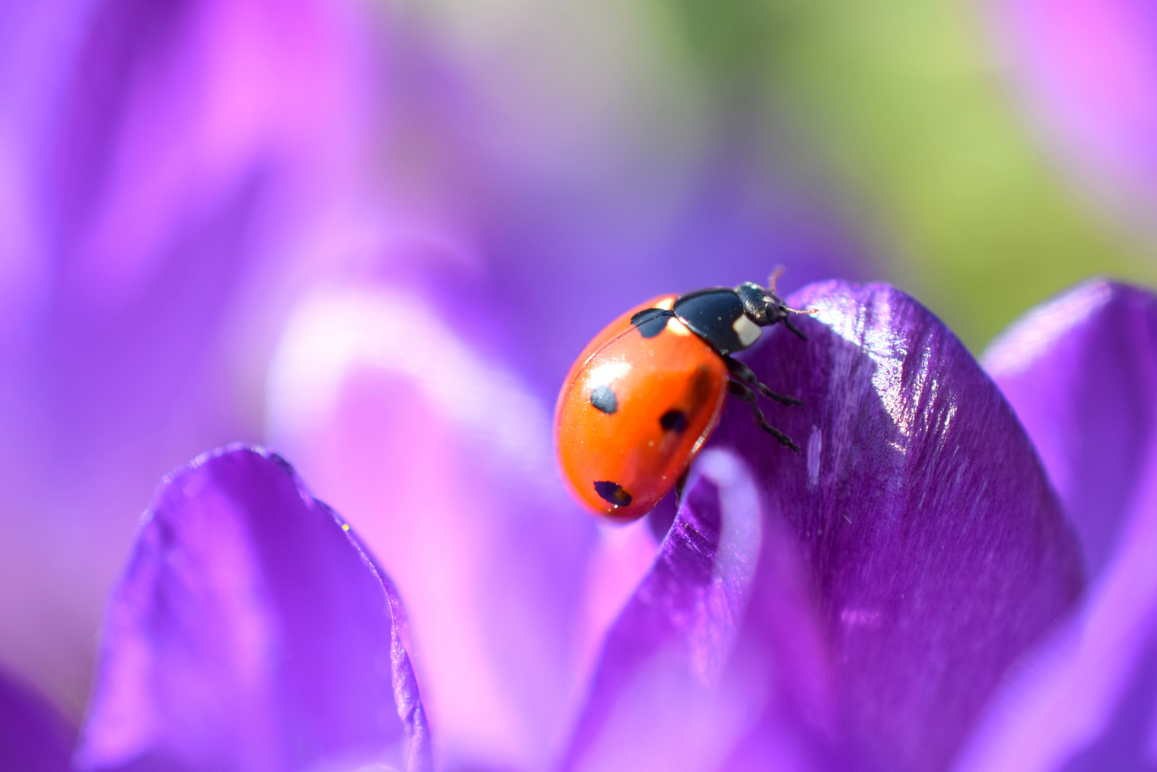 Frühling