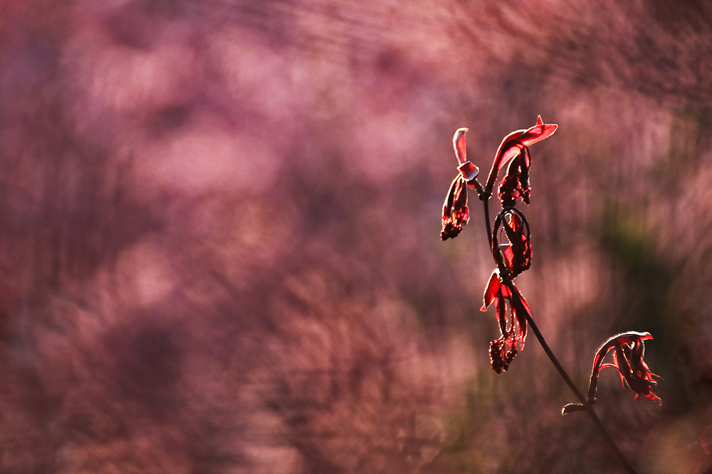 Frühling !!!