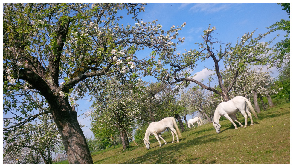 Frühling