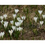 Frühling