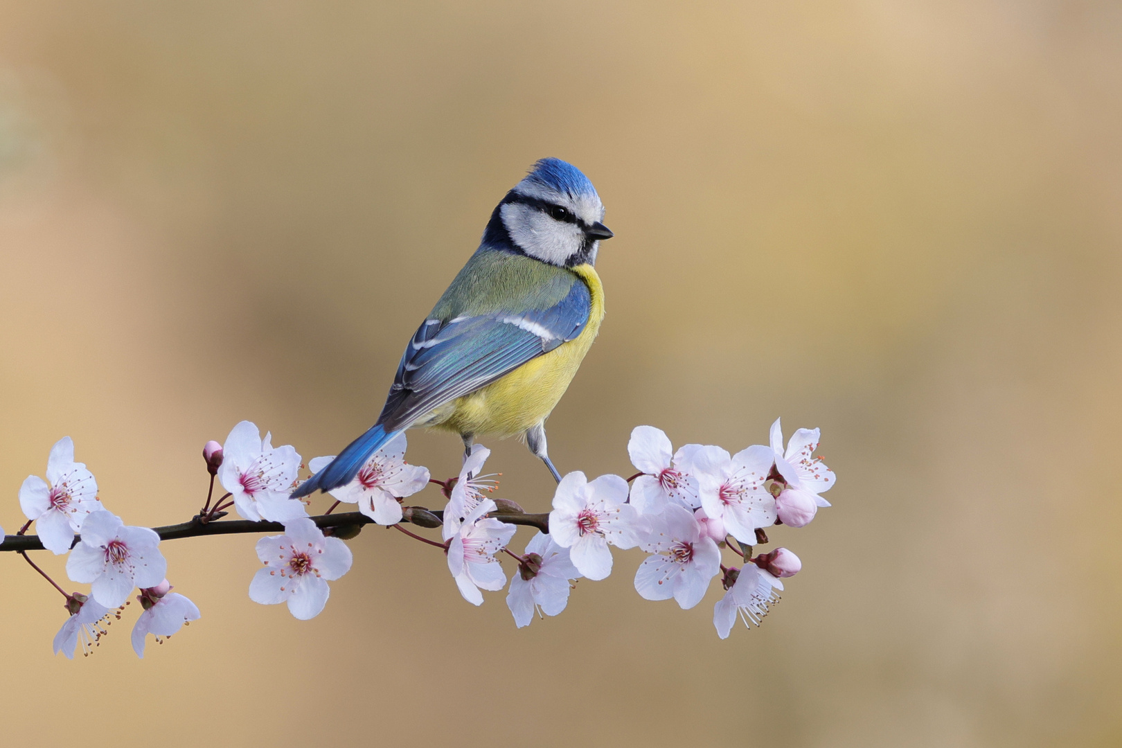 Frühling...