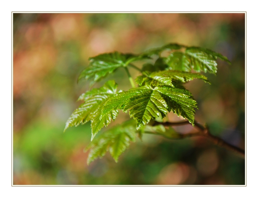 Frühling