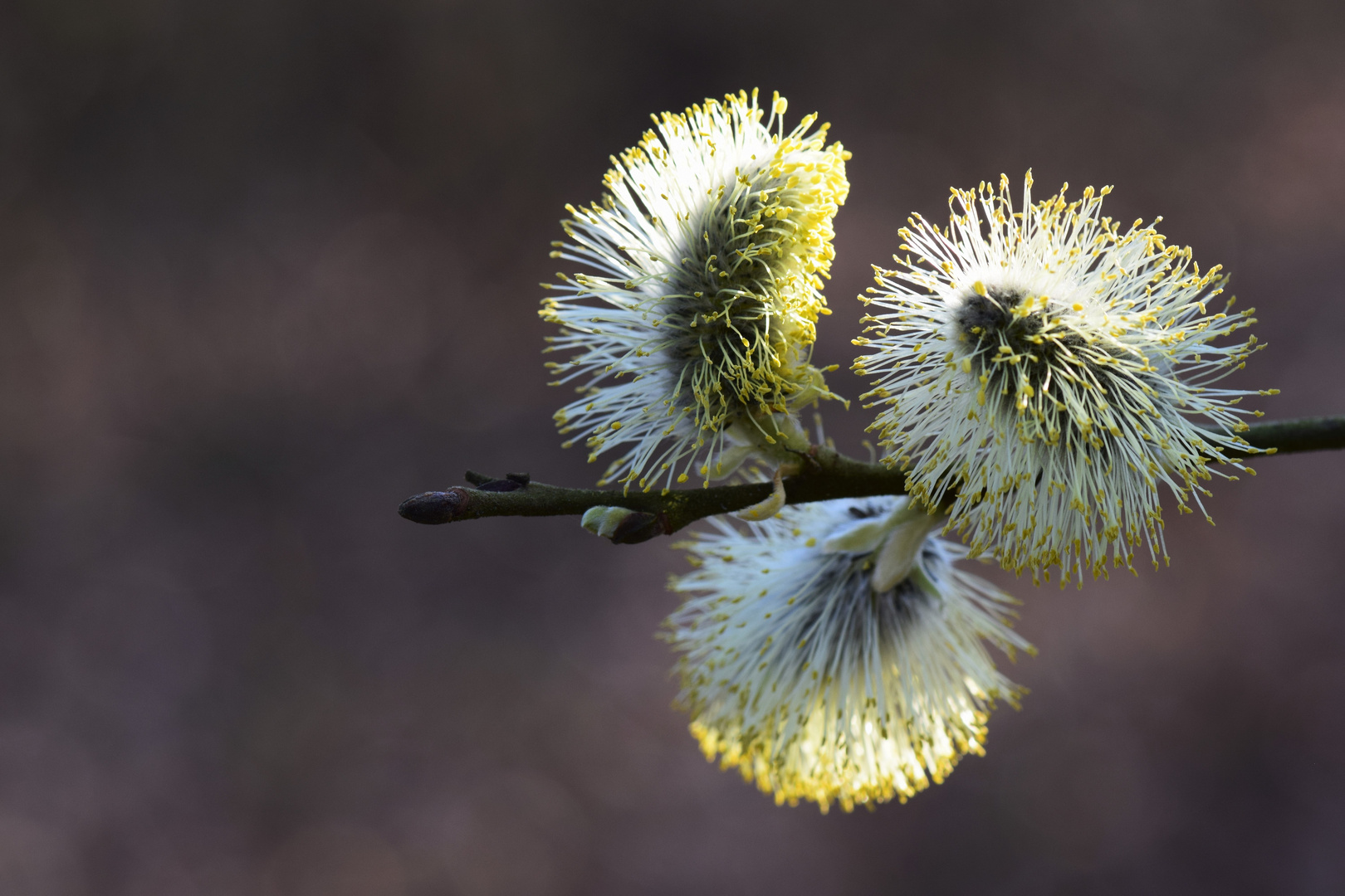 Frühling .......