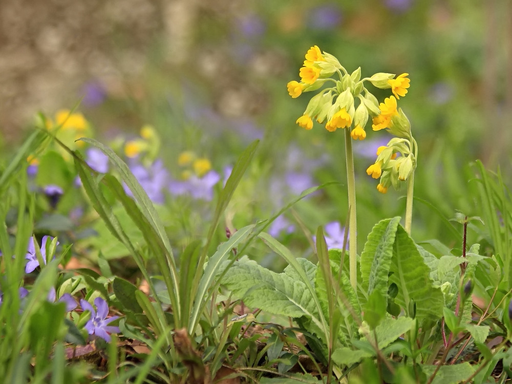 Frühling!