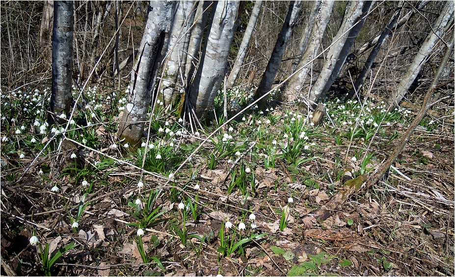 Frühling