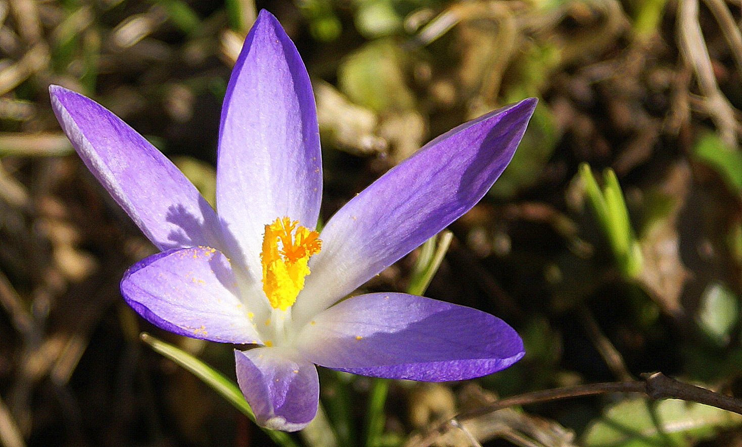 Frühling