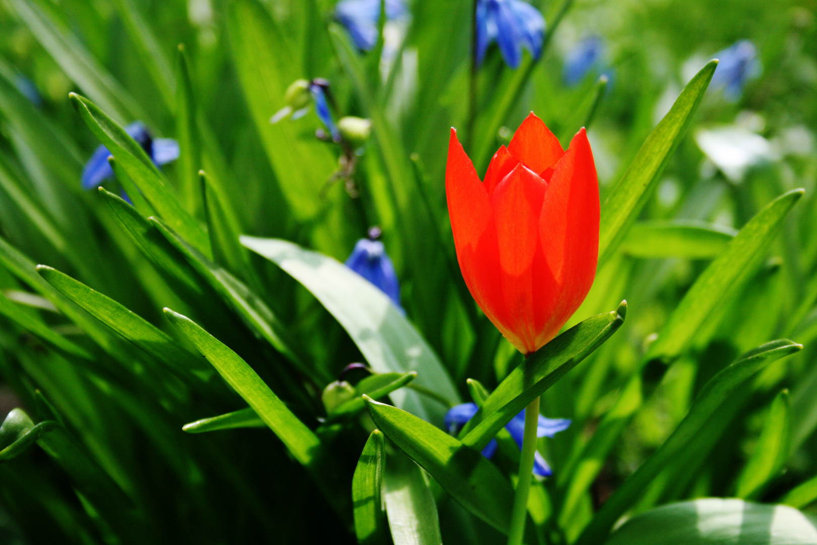 Frühling...