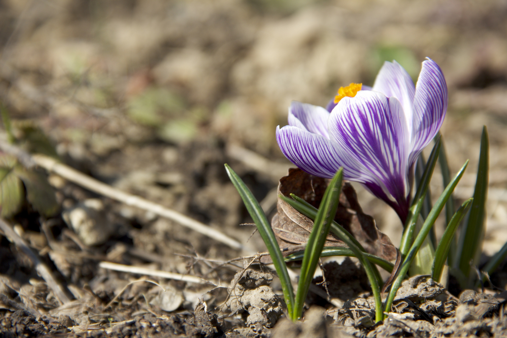 Frühling