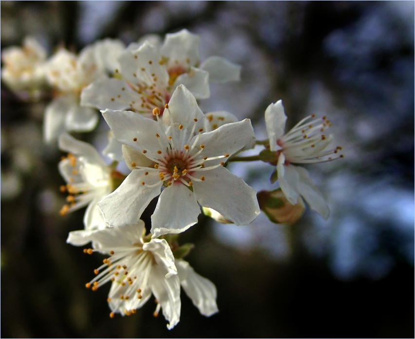 Frühling