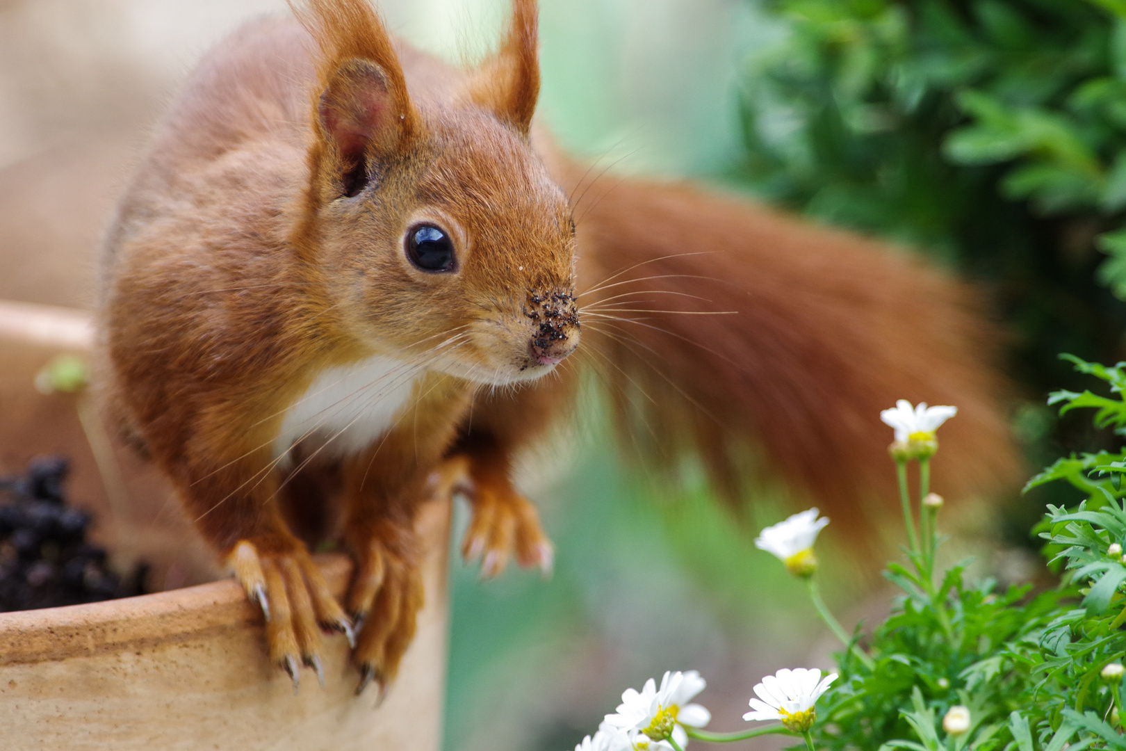 Fruhling Foto Bild Eichhornchen Natur Tiere Bilder Auf Fotocommunity
