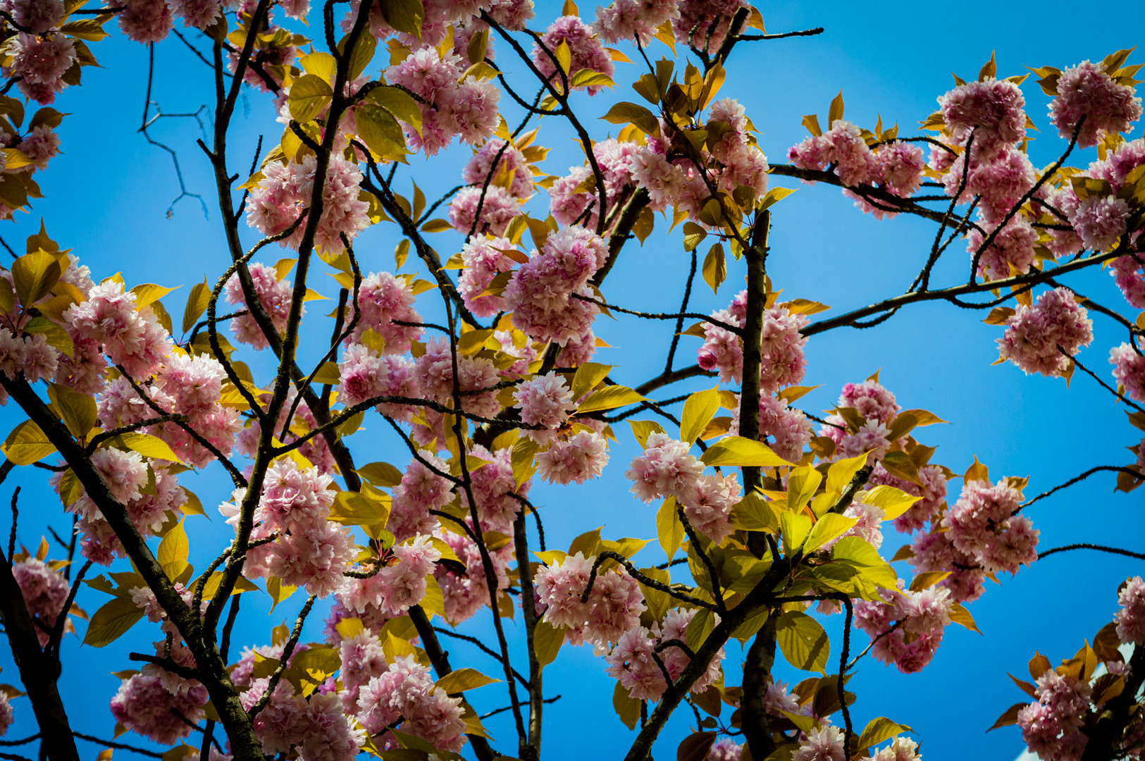 Frühling