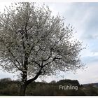 Frühling 07