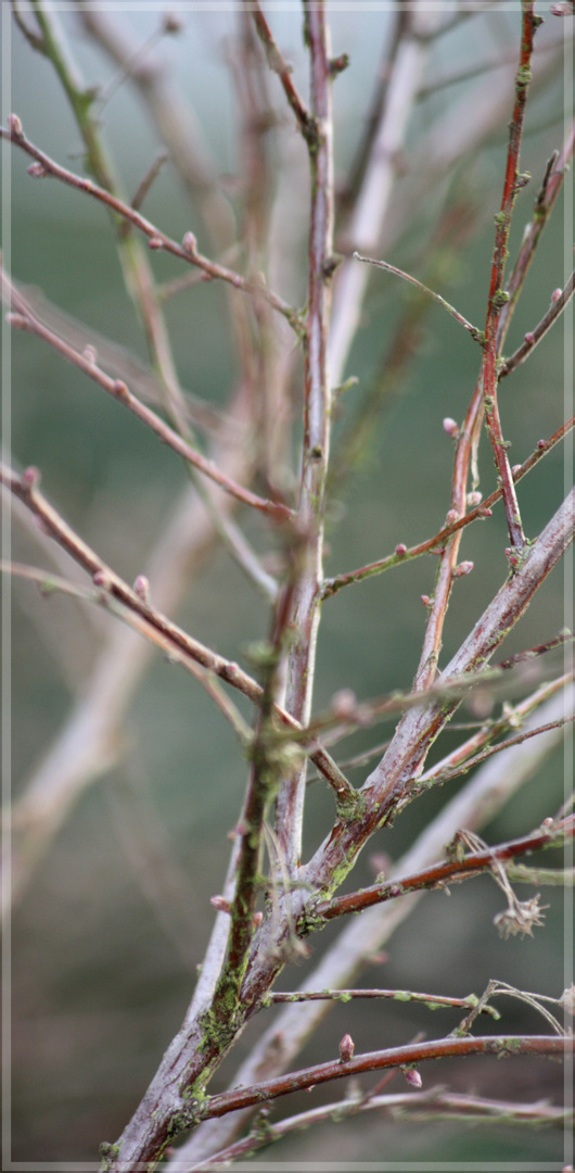 Frühling ?