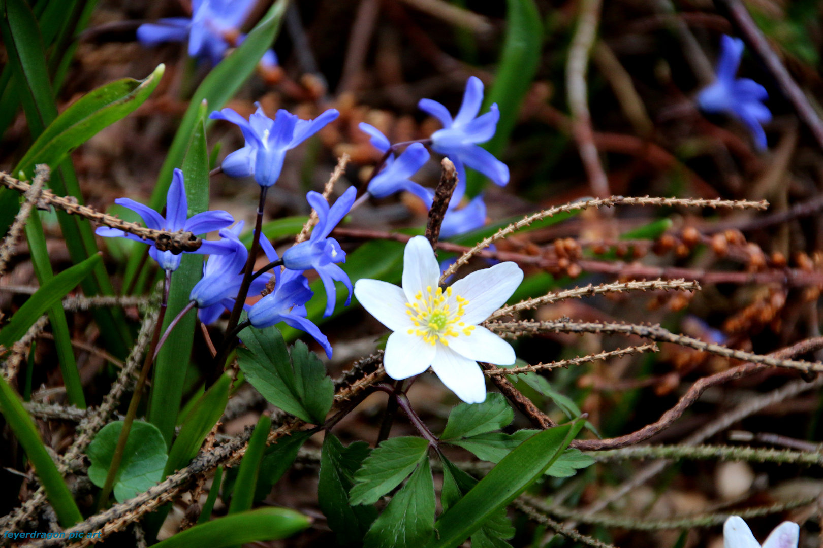 Frühling 