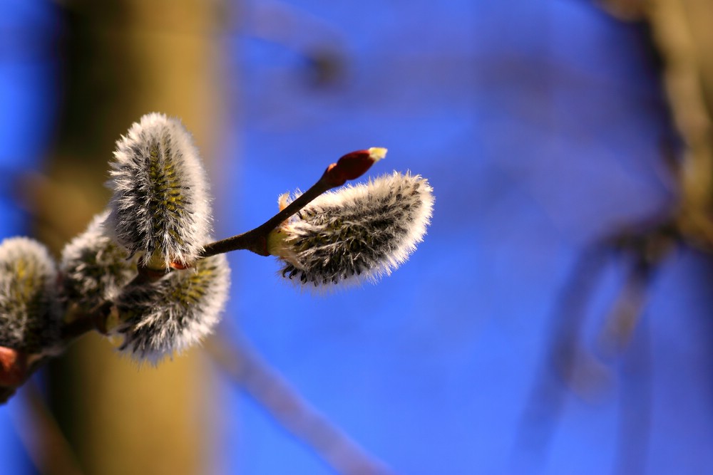 Frühling (08)