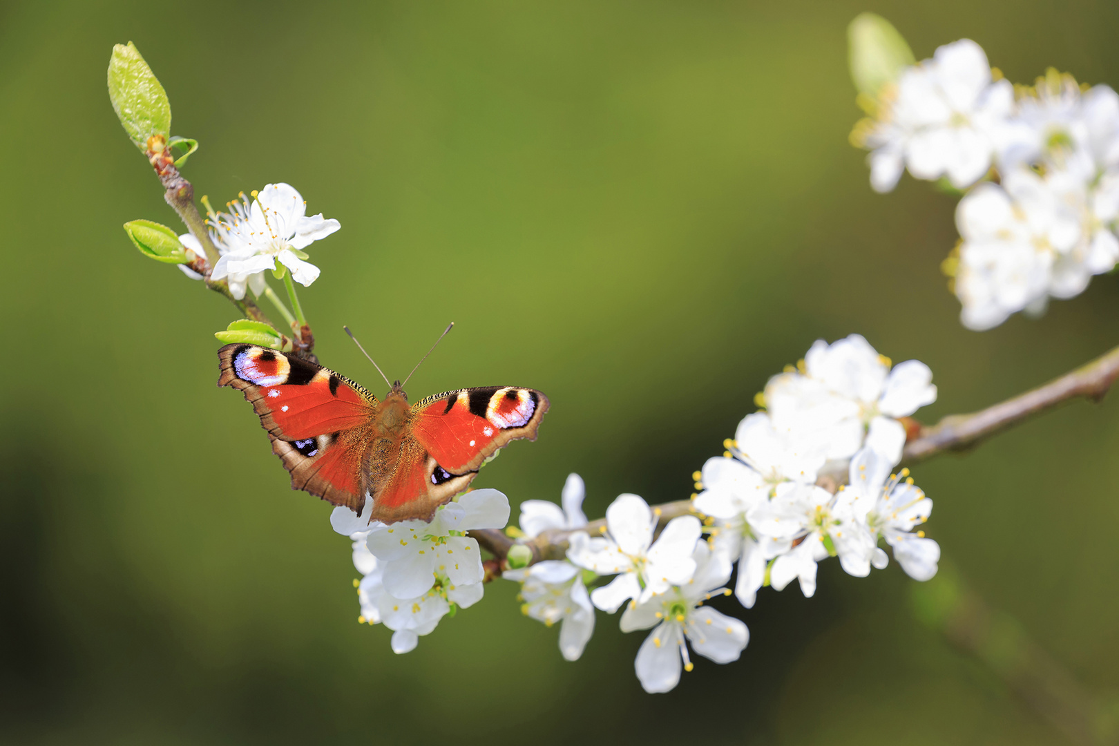 Frühling