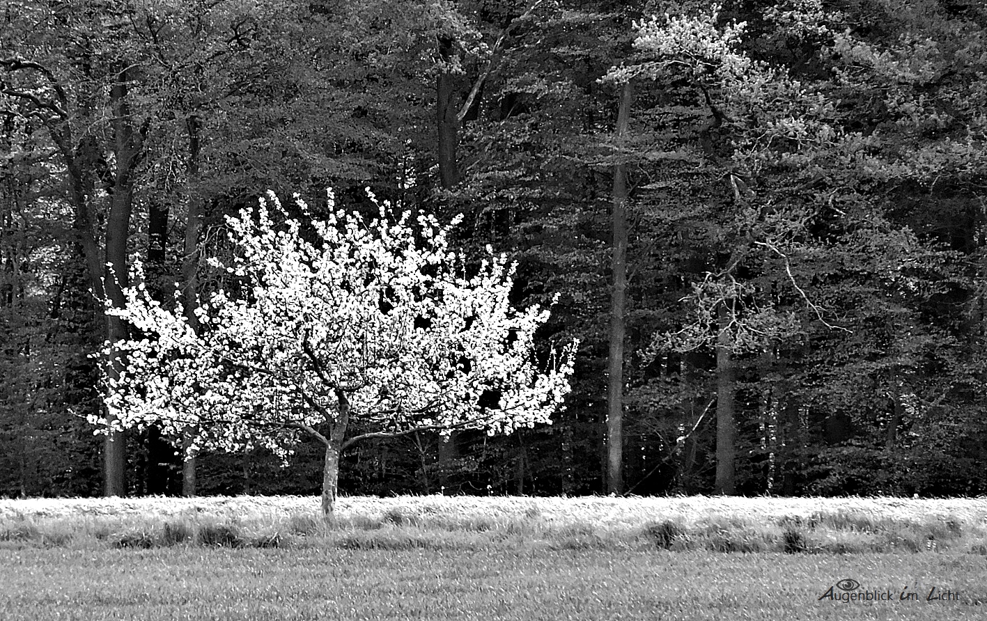 Frühling