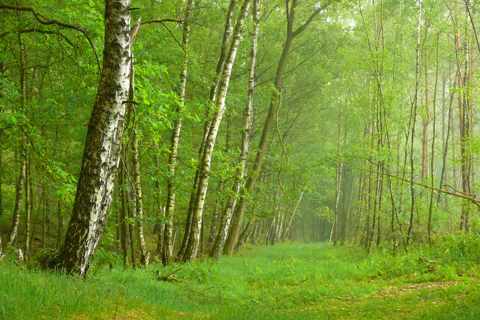 Frühling