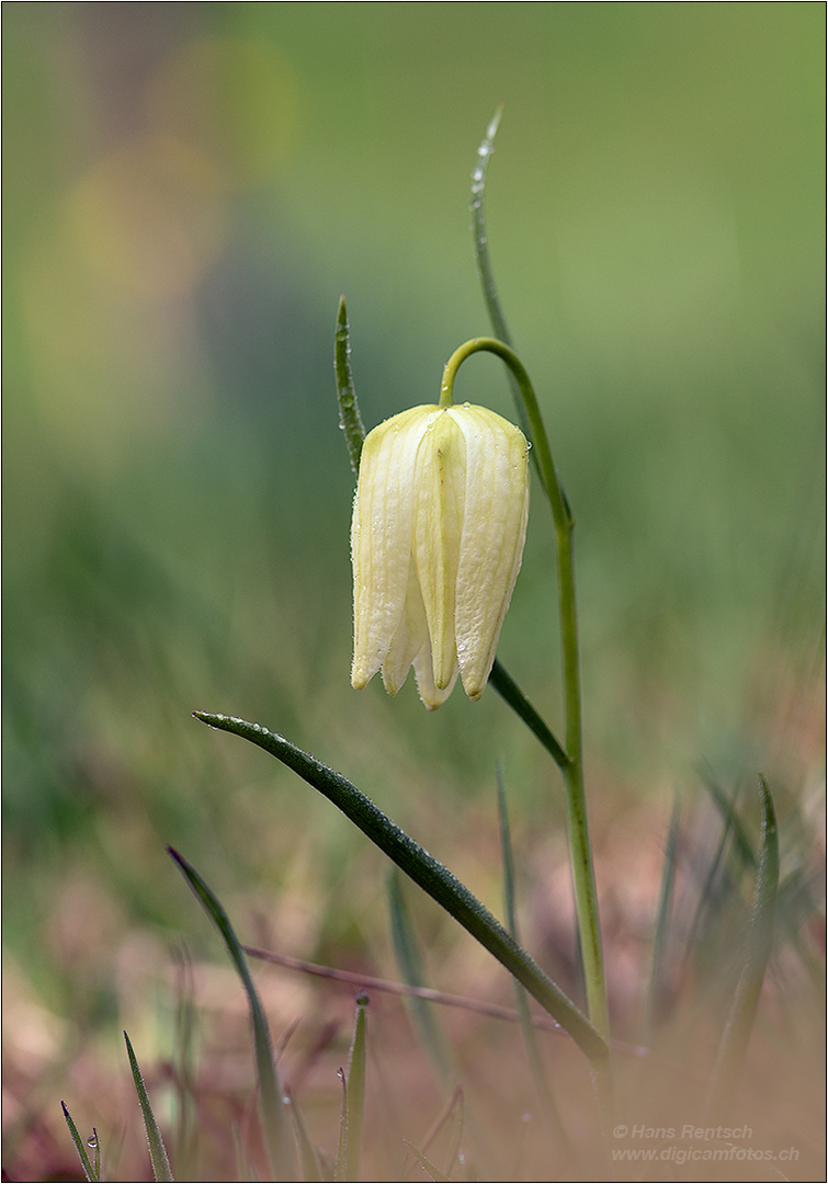 Frühling...