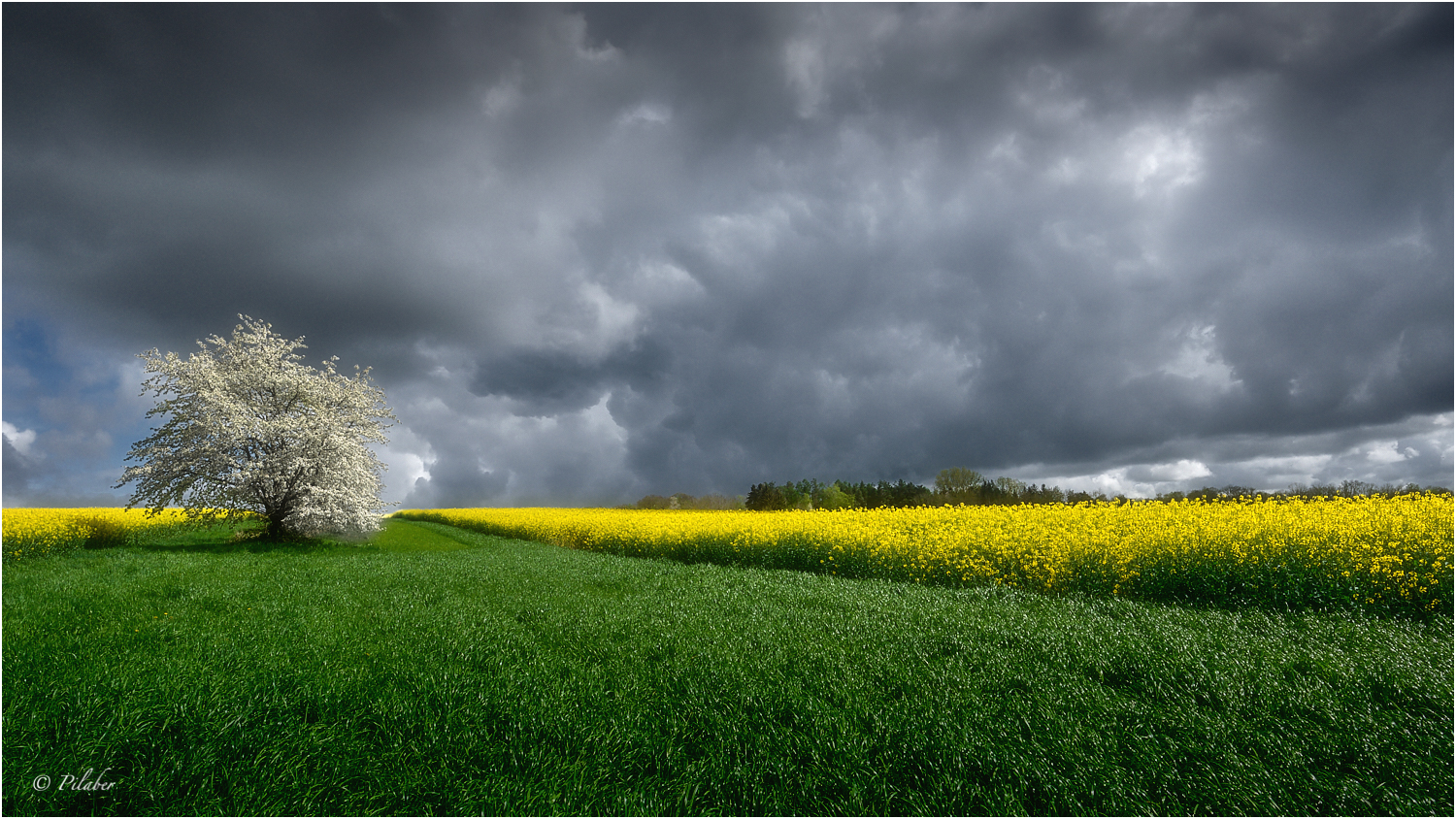 Frühling