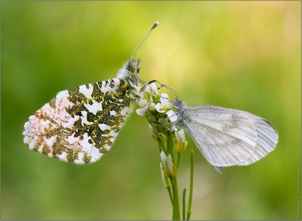 Frühling ...09