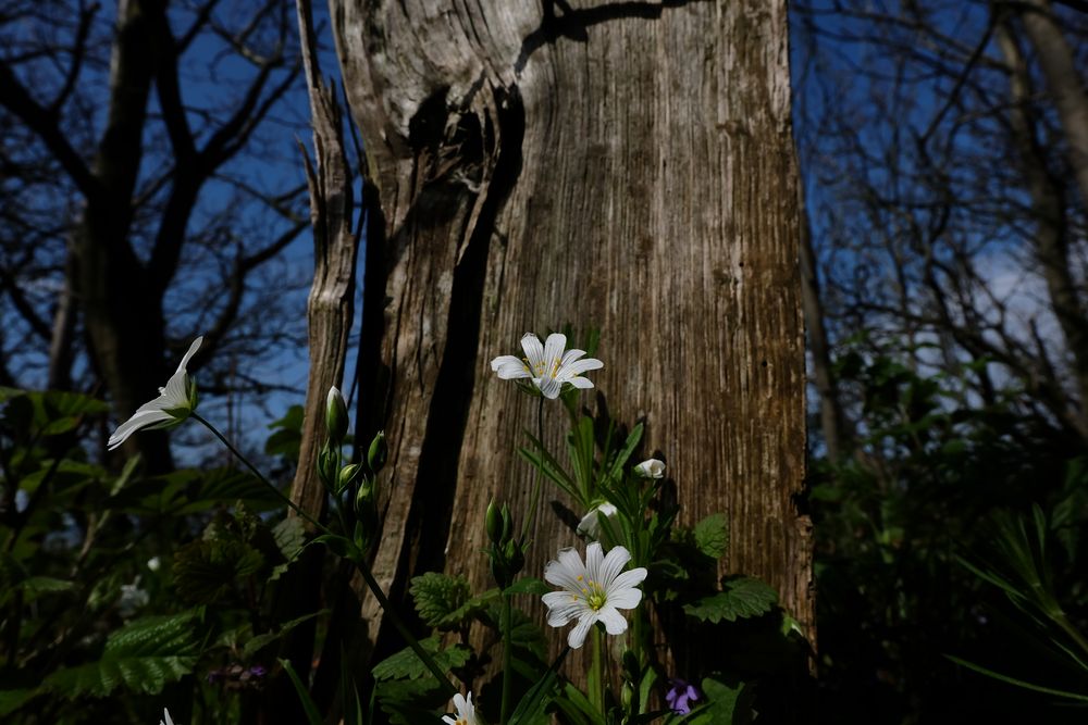 Frühling